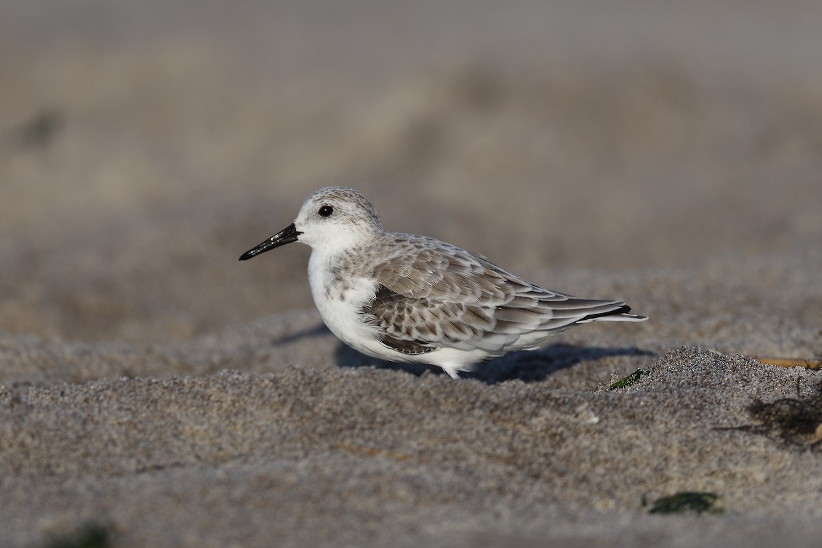 ミユビシギ - ML644333874