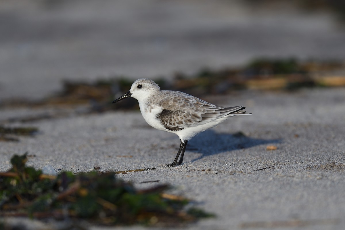 ミユビシギ - ML644333875