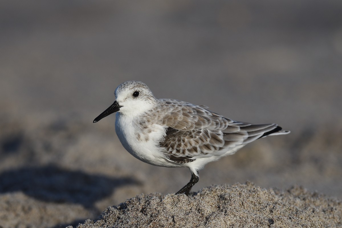 ミユビシギ - ML644333876