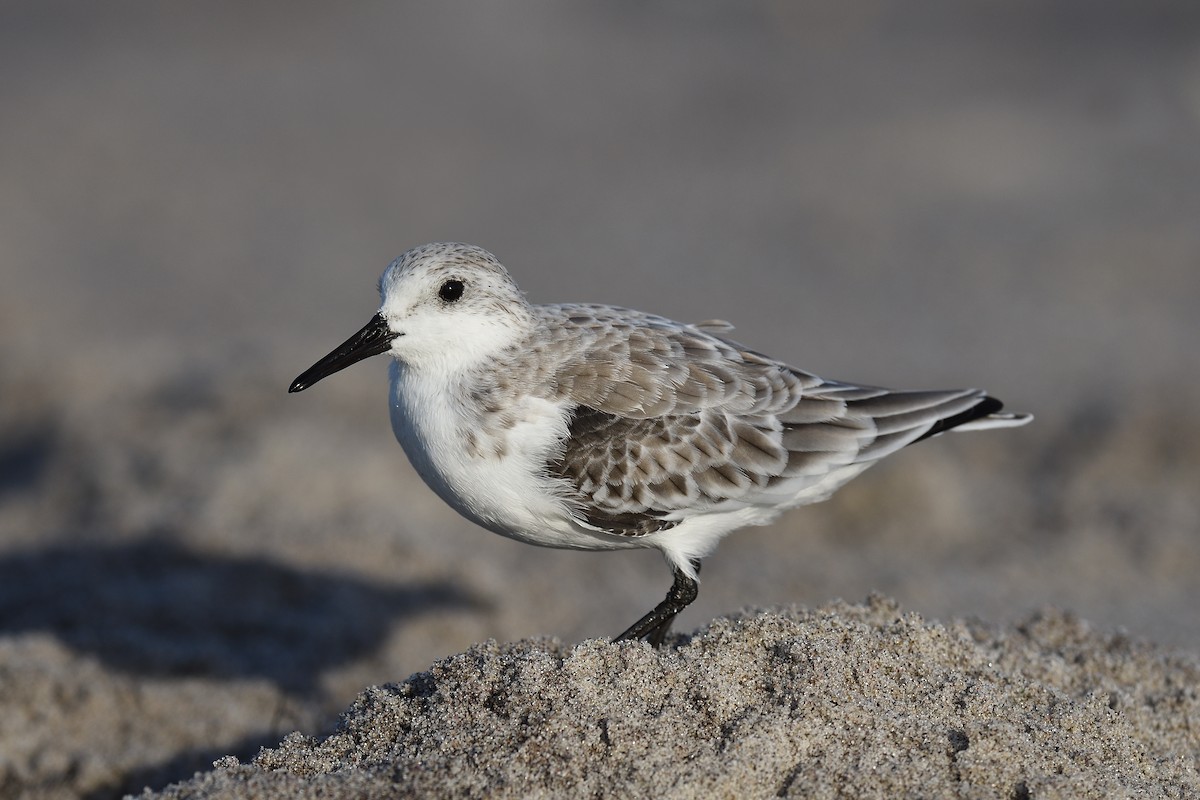 ミユビシギ - ML644333879