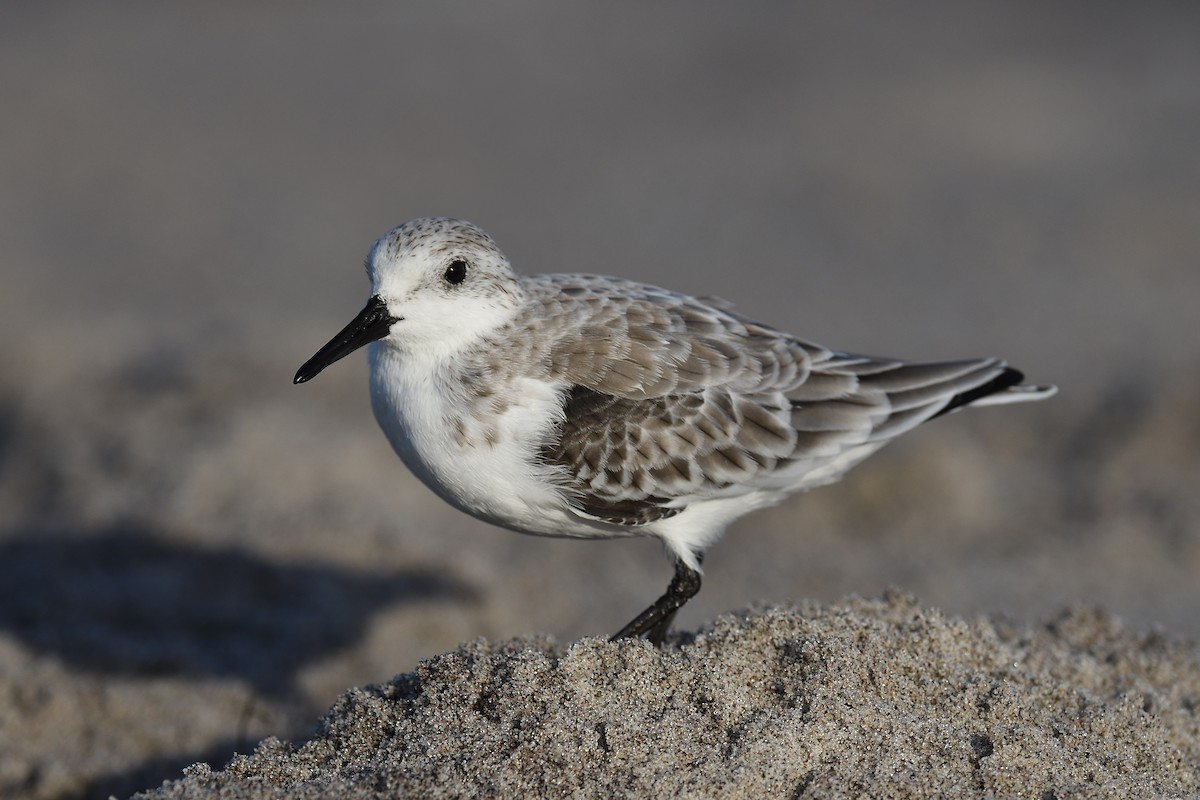 ミユビシギ - ML644333880