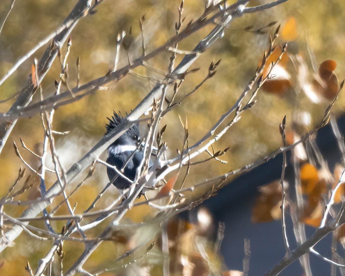Belted Kingfisher - ML644333893