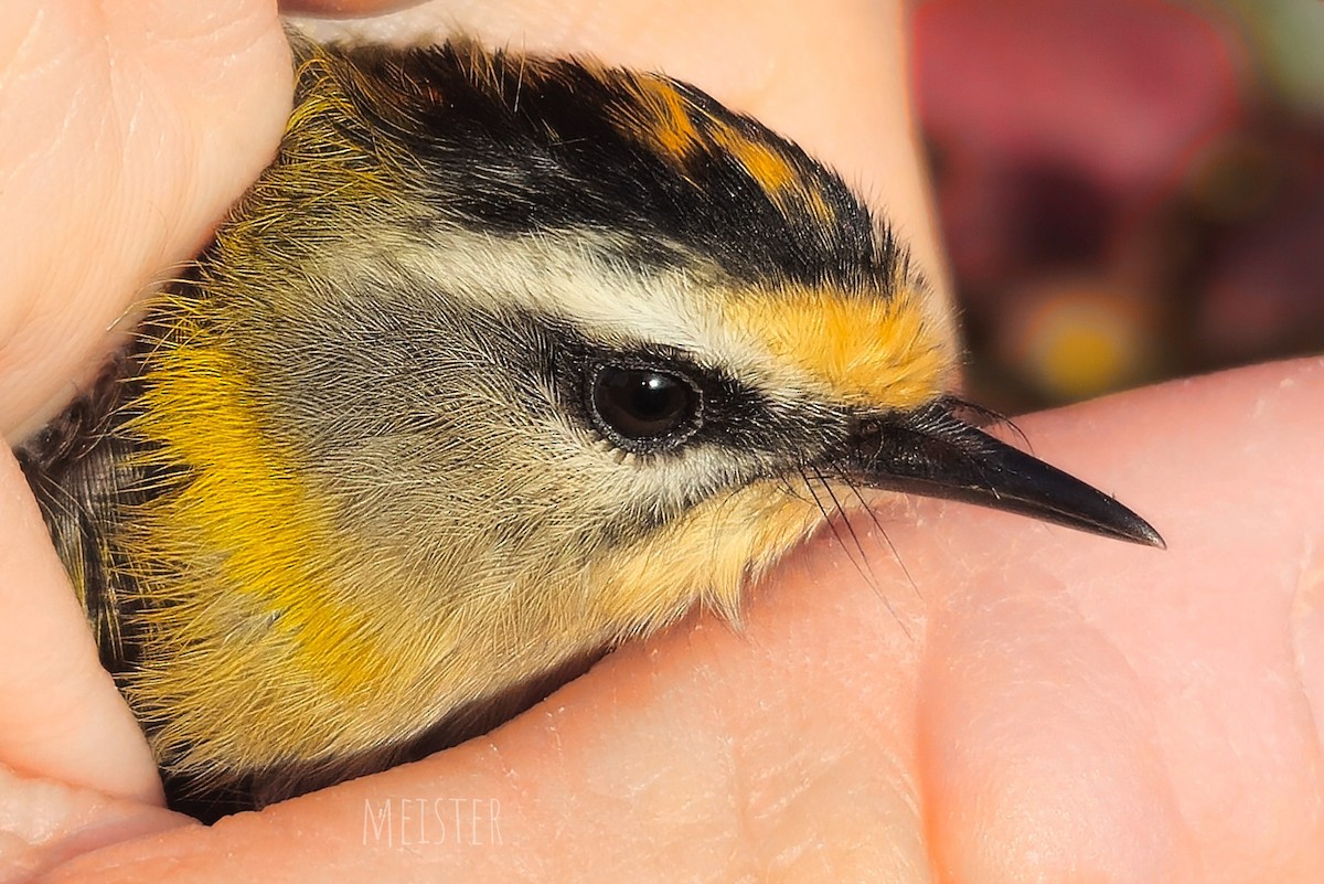 Common Firecrest - ML644333903