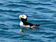 Іпатка тихоокеанська - ML644333907