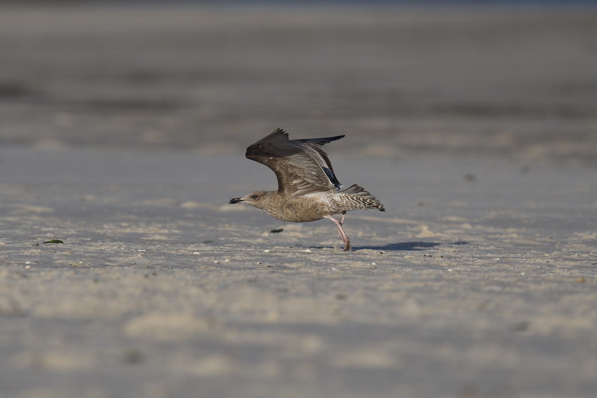 アメリカセグロカモメ - ML644333911