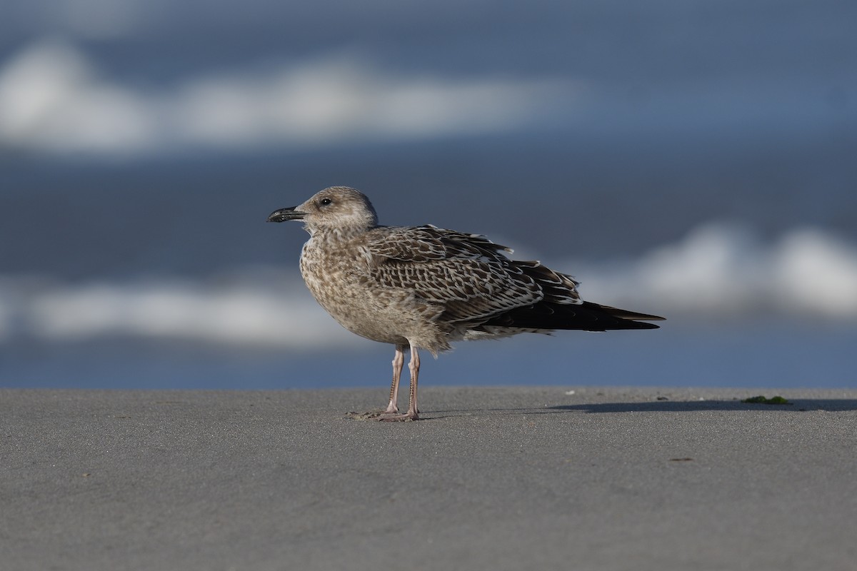 アメリカセグロカモメ - ML644333912