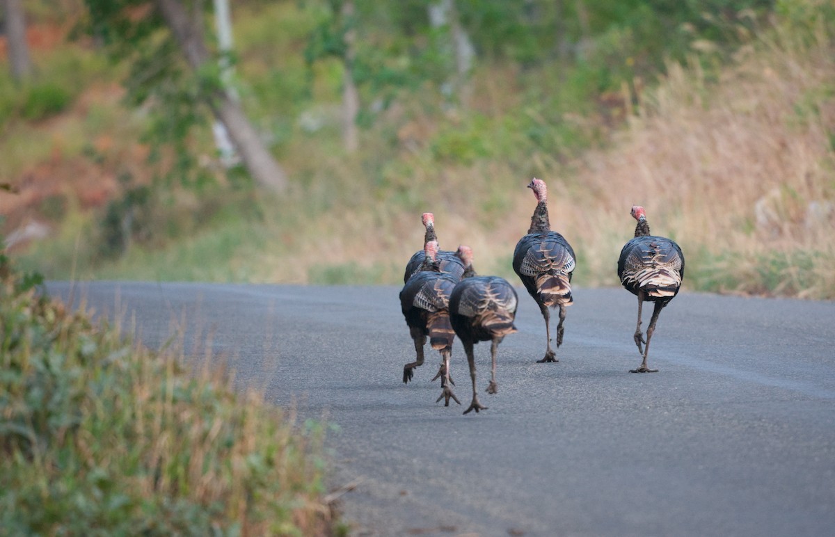 火雞 - ML644333918