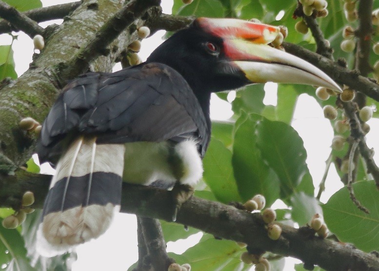 Rhinoceros Hornbill - ML644333920