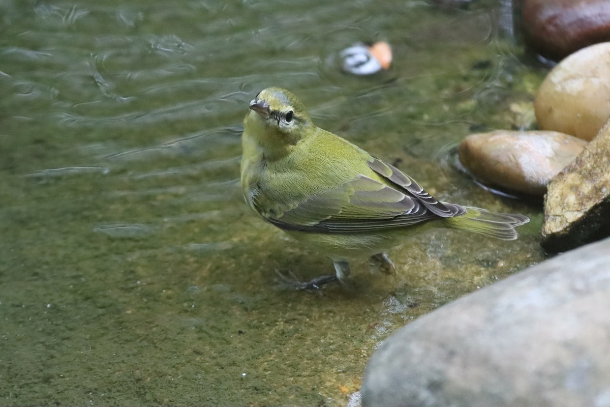 Tennessee Warbler - ML644333922