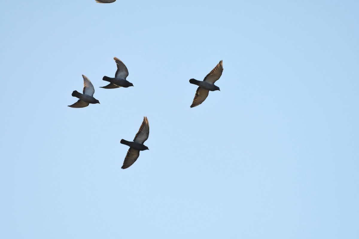 Piccione domestico - ML644333930