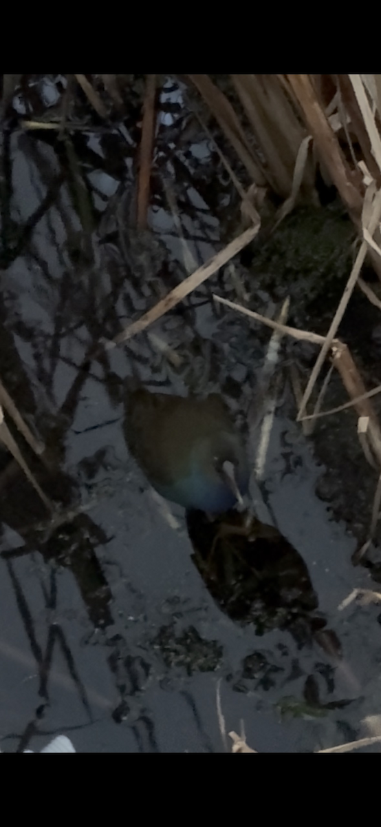 Малая султанка - ML644333931