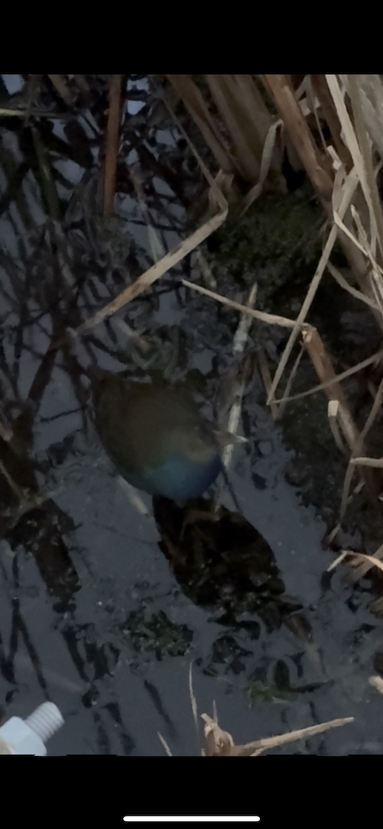 Малая султанка - ML644333943