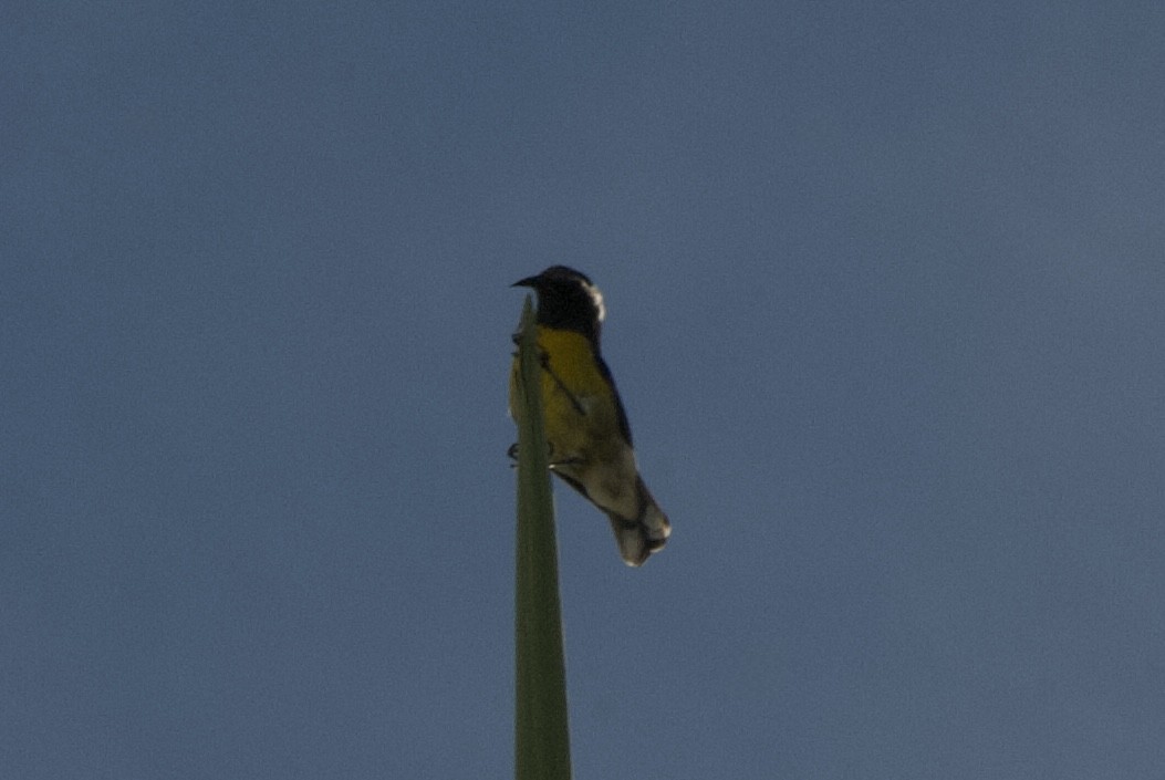 Sucrier à ventre jaune (groupe bartholemica) - ML644333953