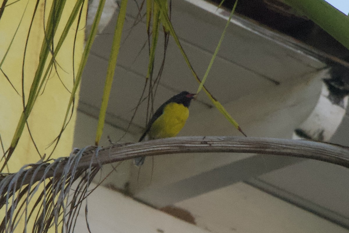 Sucrier à ventre jaune (groupe bartholemica) - ML644333954