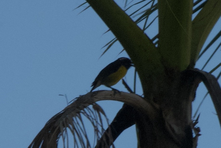 Sucrier à ventre jaune (groupe bartholemica) - ML644333955