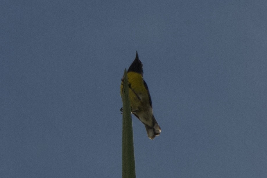 Sucrier à ventre jaune (groupe bartholemica) - ML644333956