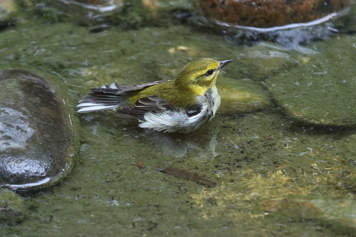 ノドグロミドリアメリカムシクイ - ML644333981