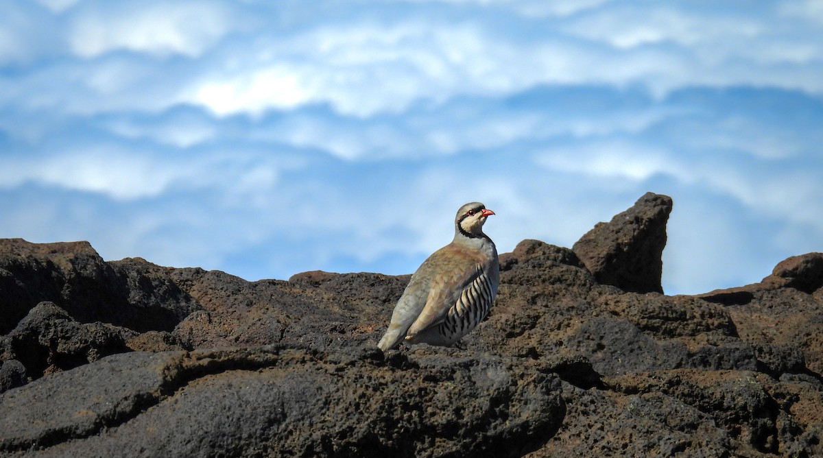 Кеклик - ML644334060