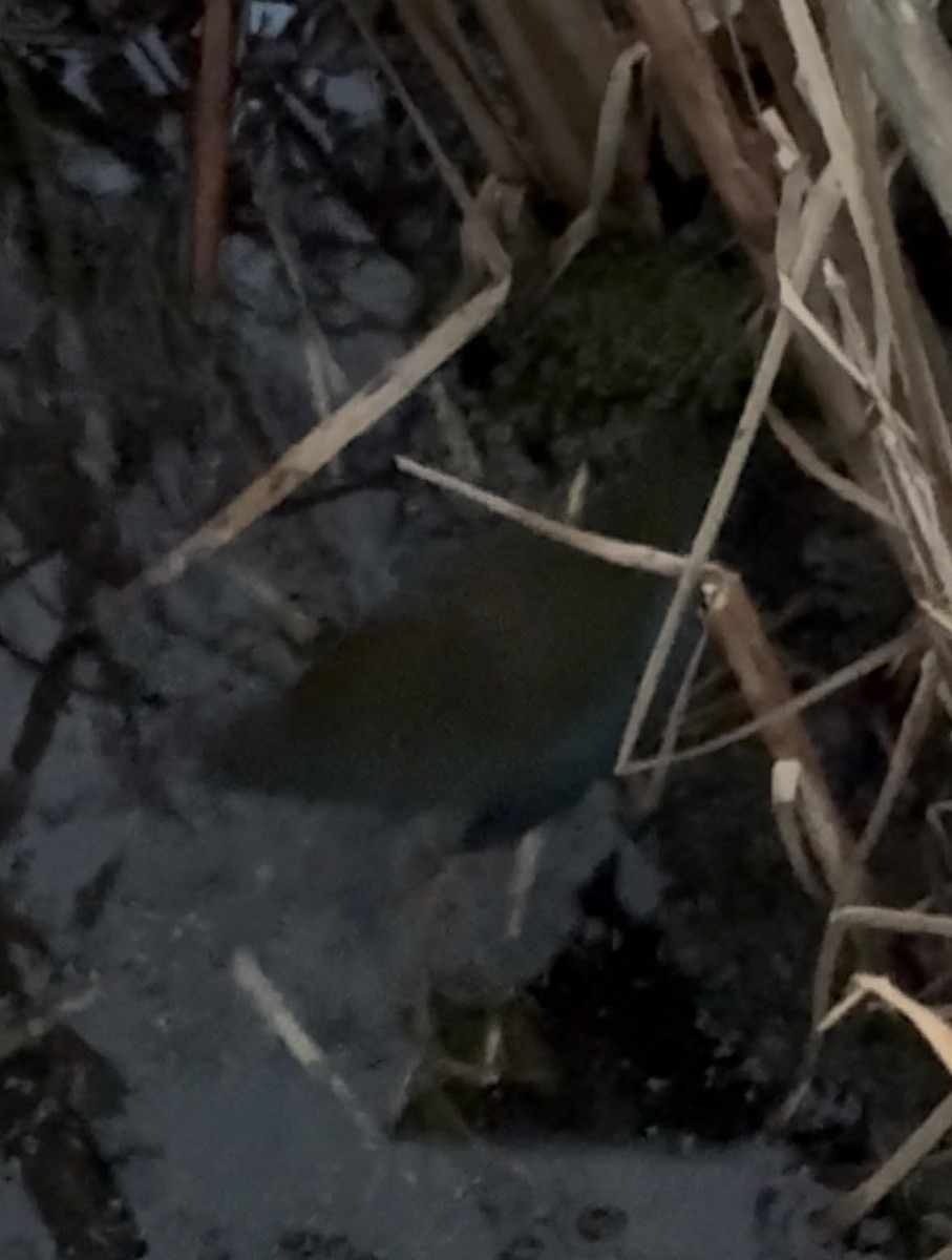 Малая султанка - ML644334067