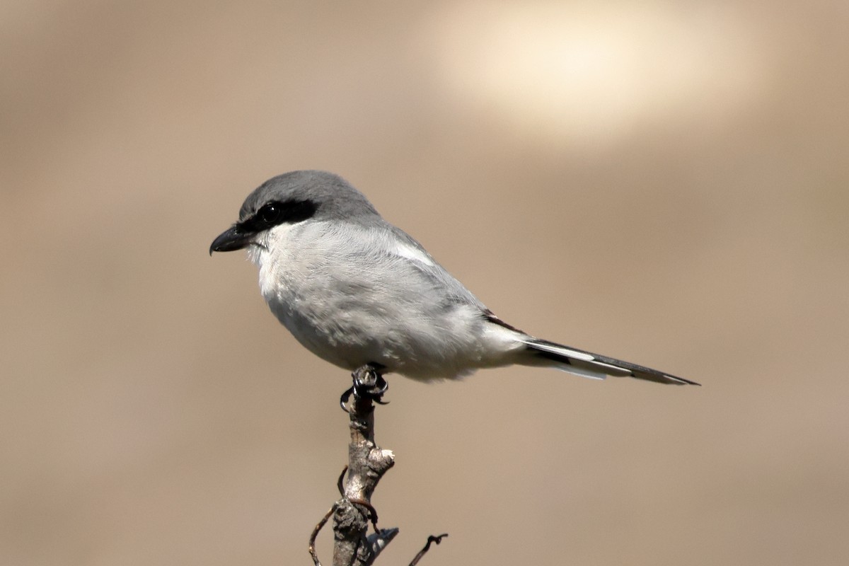 Loggerhead Shrike - ML644334072