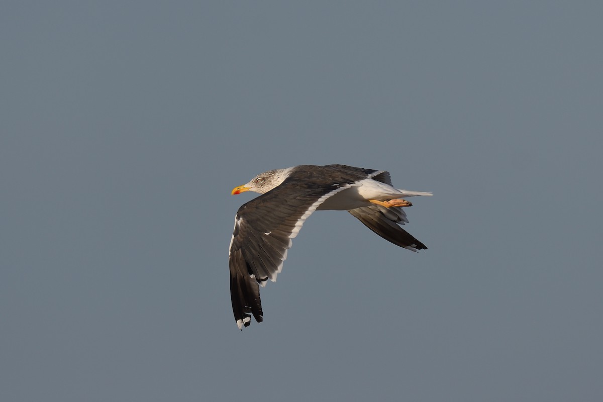 ニシセグロカモメ - ML644334075