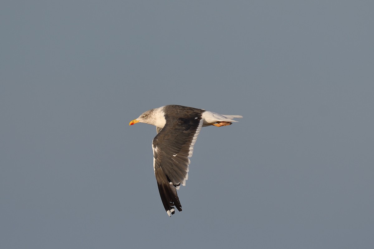 ニシセグロカモメ - ML644334076