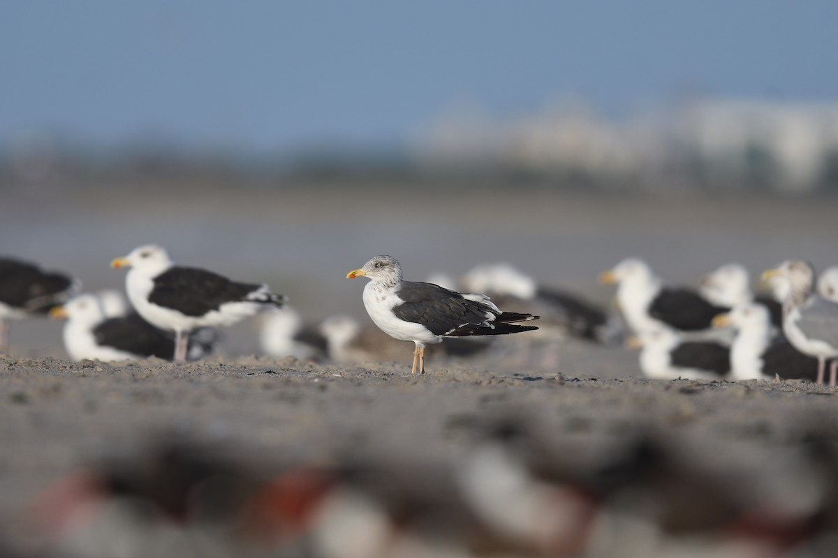 ニシセグロカモメ - ML644334077