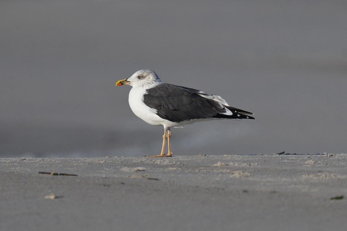 ニシセグロカモメ - ML644334080