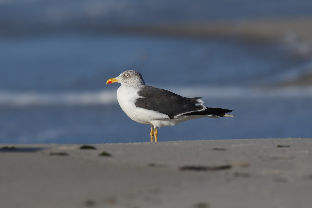 ニシセグロカモメ - ML644334081