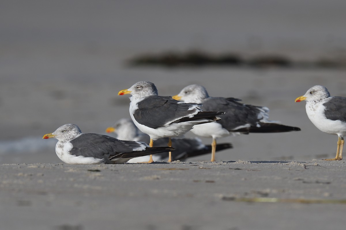 ニシセグロカモメ - ML644334082