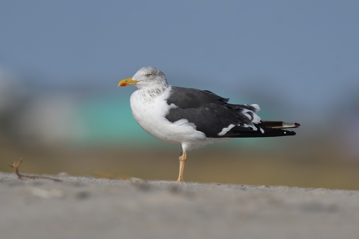 ニシセグロカモメ - ML644334083