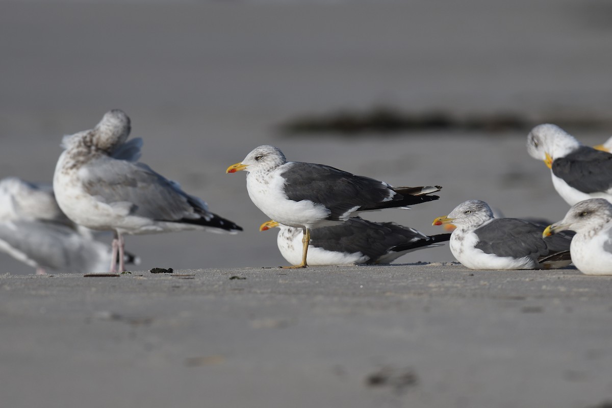 ニシセグロカモメ - ML644334084