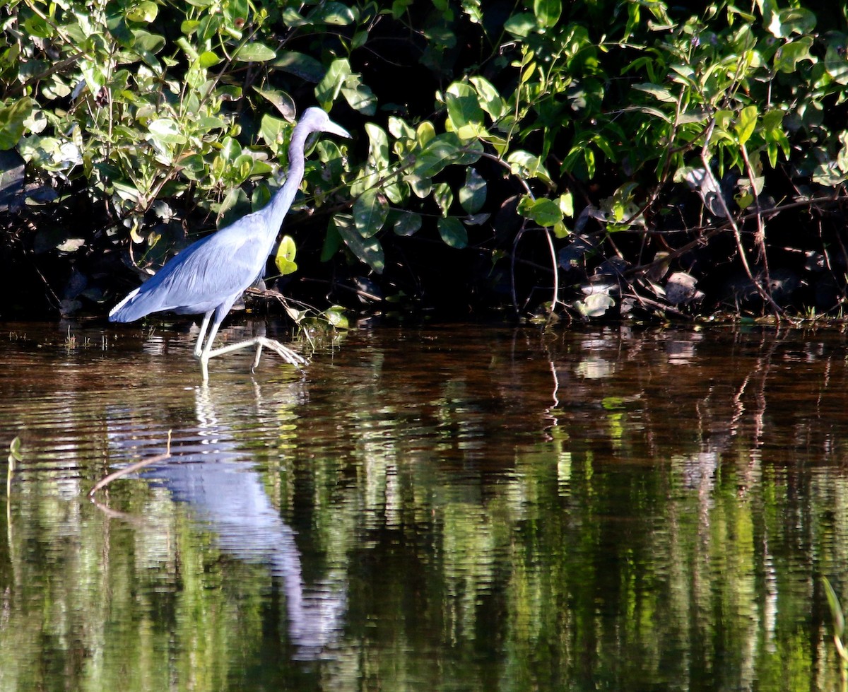 Little Blue Heron - ML64433411