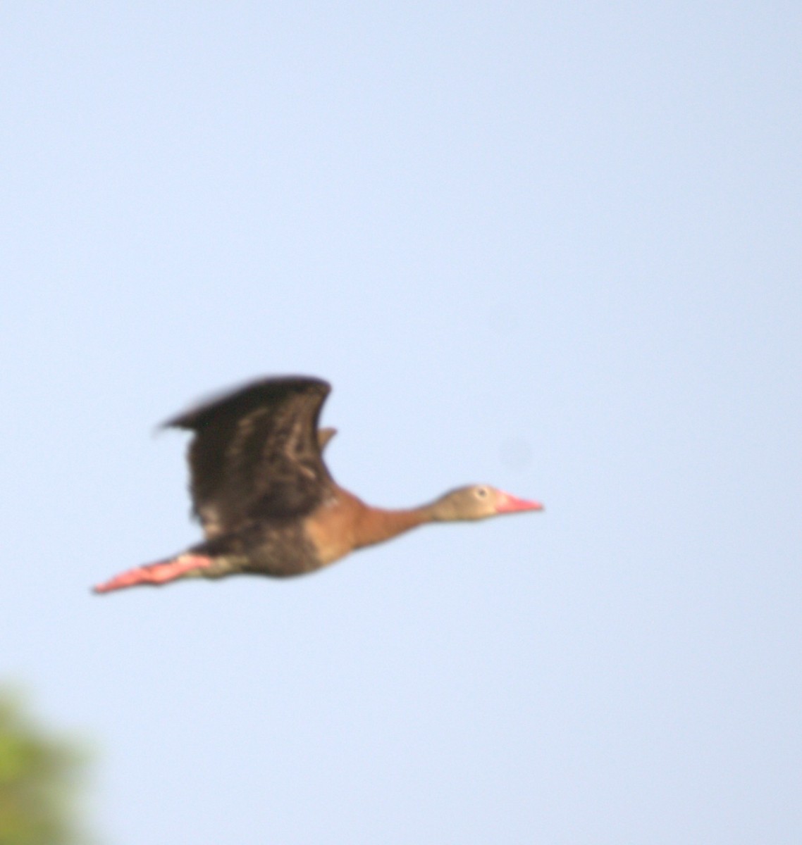 Black-bellied Whistling-Duck - ML644334116