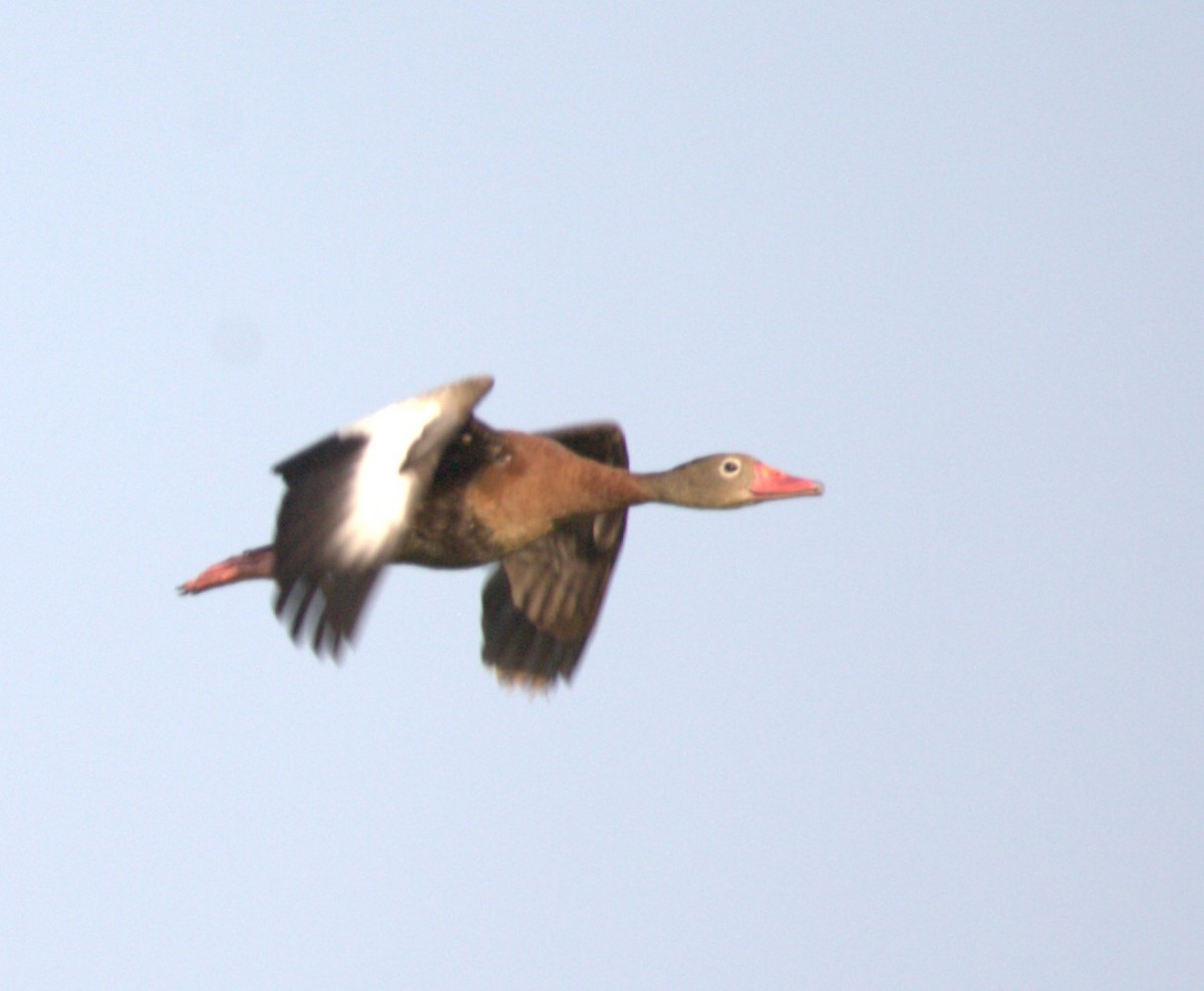 Black-bellied Whistling-Duck - ML644334117