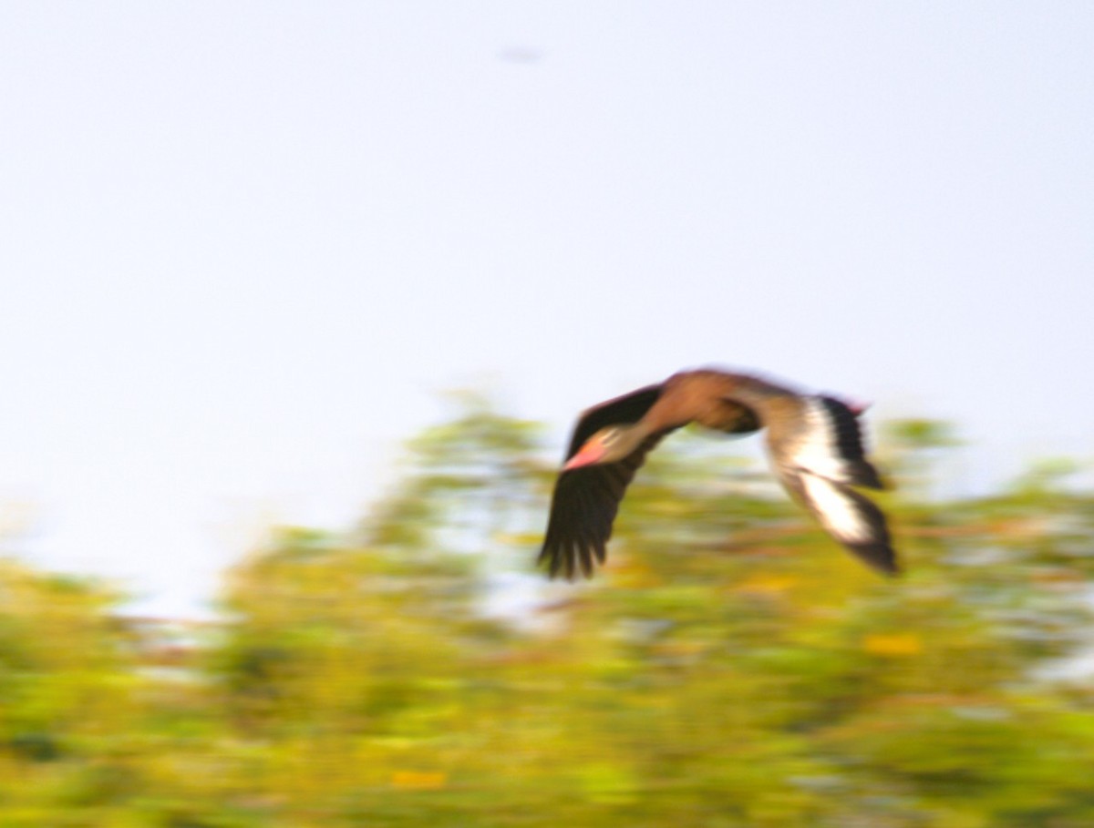 Black-bellied Whistling-Duck - ML644334118
