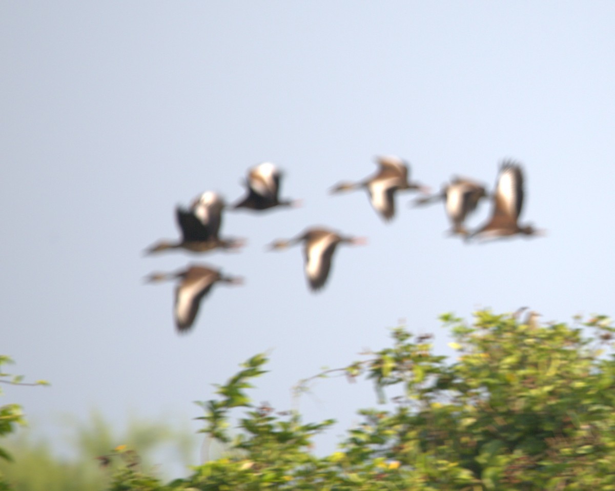 Black-bellied Whistling-Duck - ML644334119