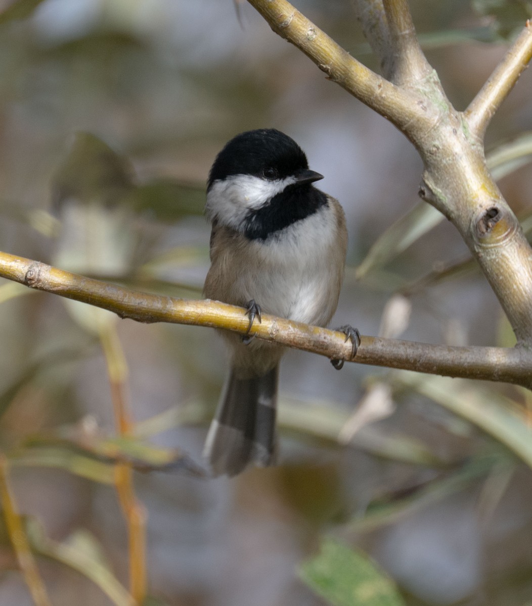 Black-capped Chickadee - ML644334121