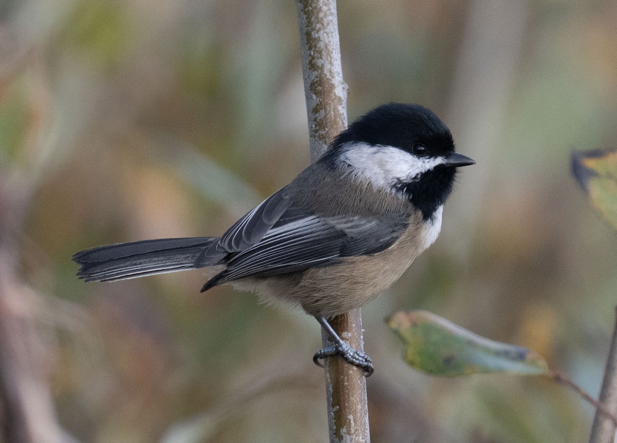 Black-capped Chickadee - ML644334122
