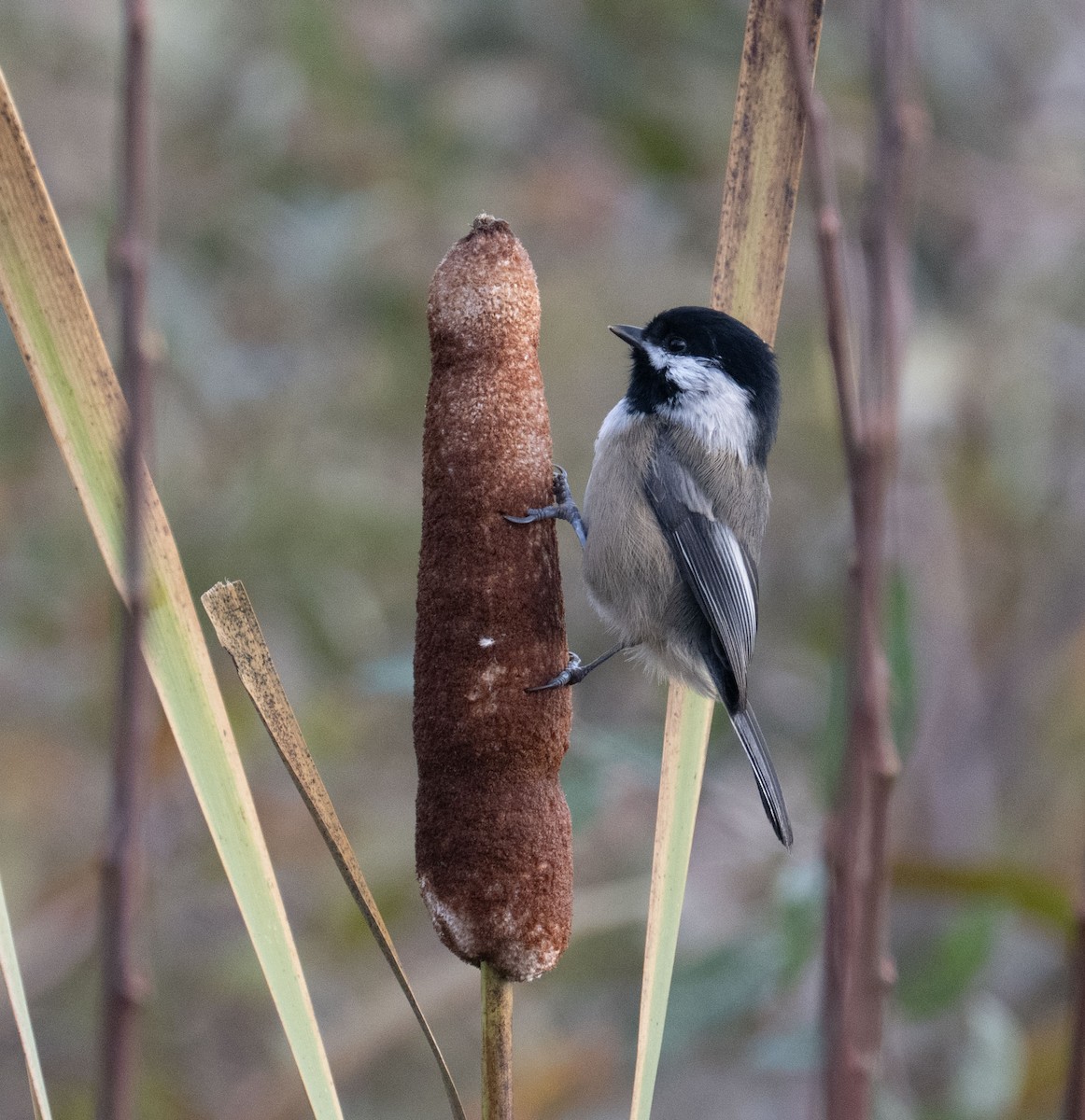 Black-capped Chickadee - ML644334123
