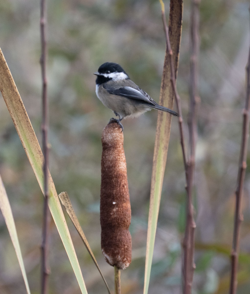 Black-capped Chickadee - ML644334124