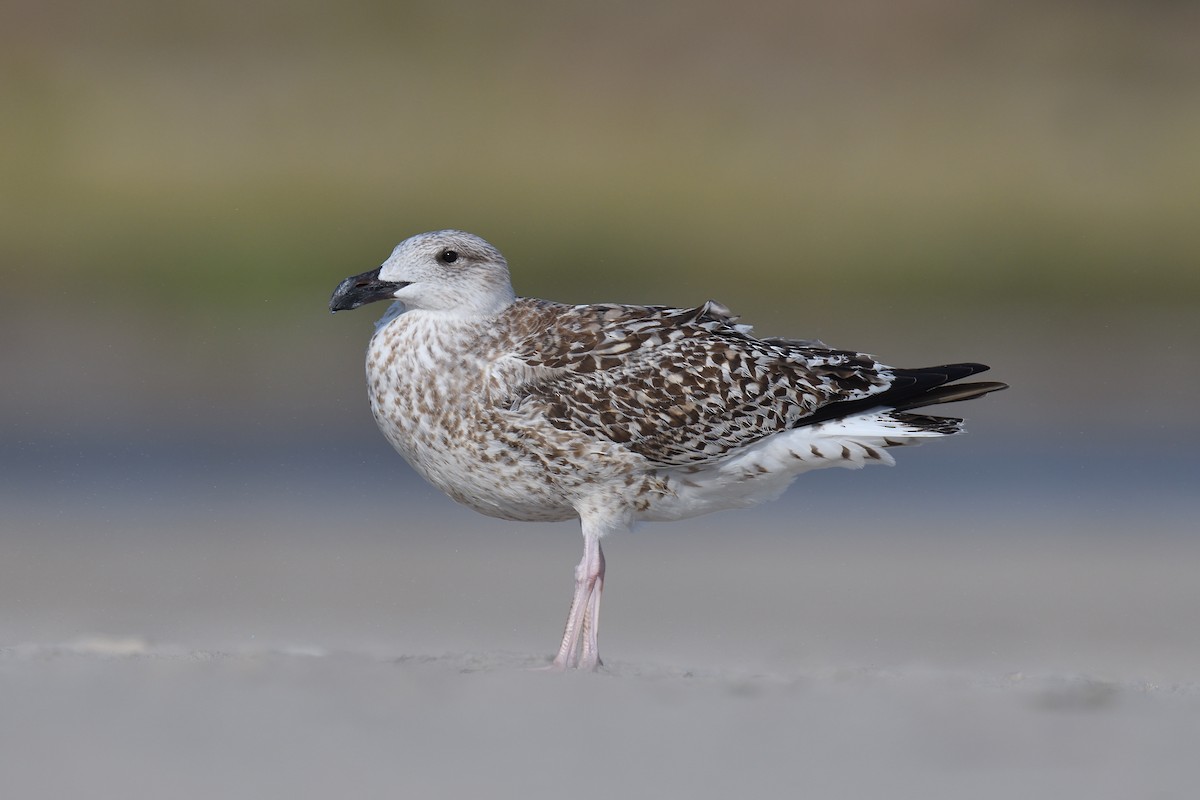 オオカモメ - ML644334125