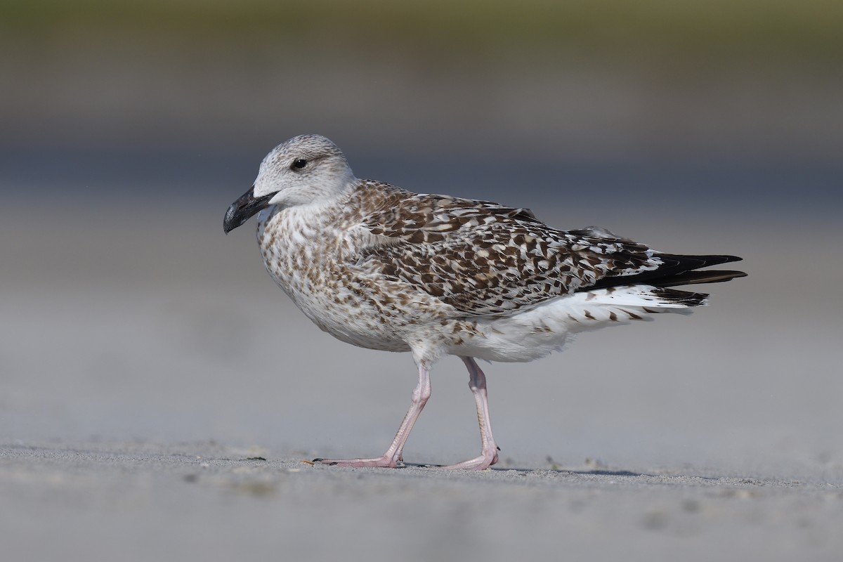 オオカモメ - ML644334126