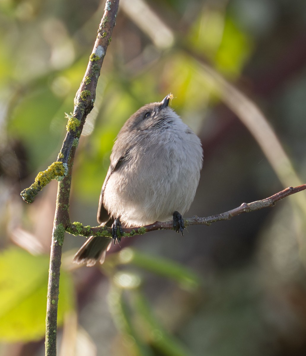 ヤブガラ - ML644334140