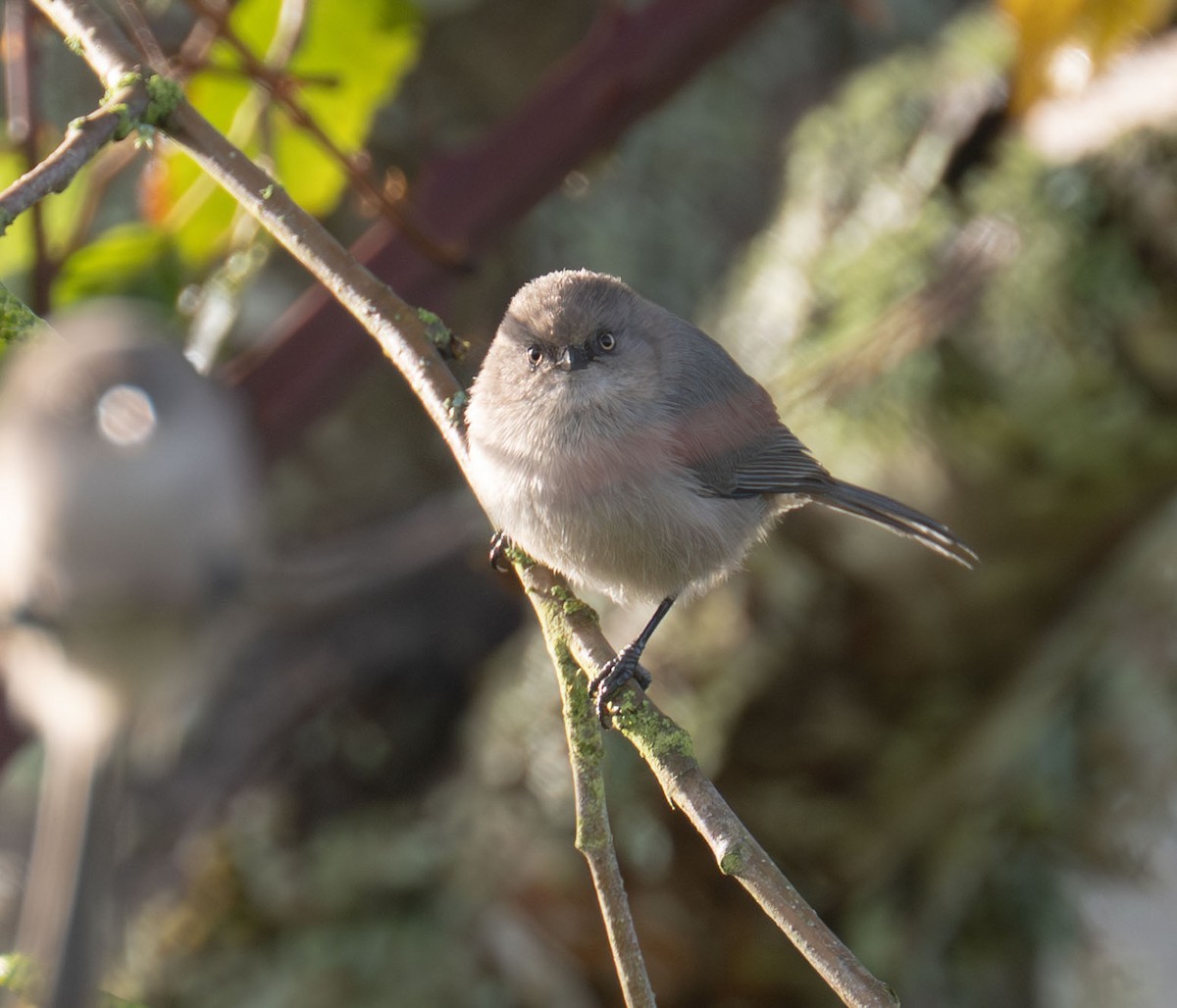 ヤブガラ - ML644334141