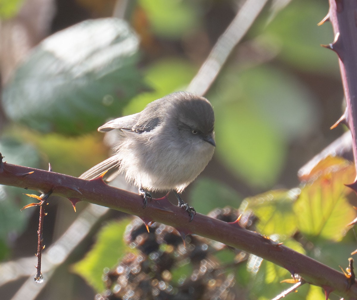 ヤブガラ - ML644334142