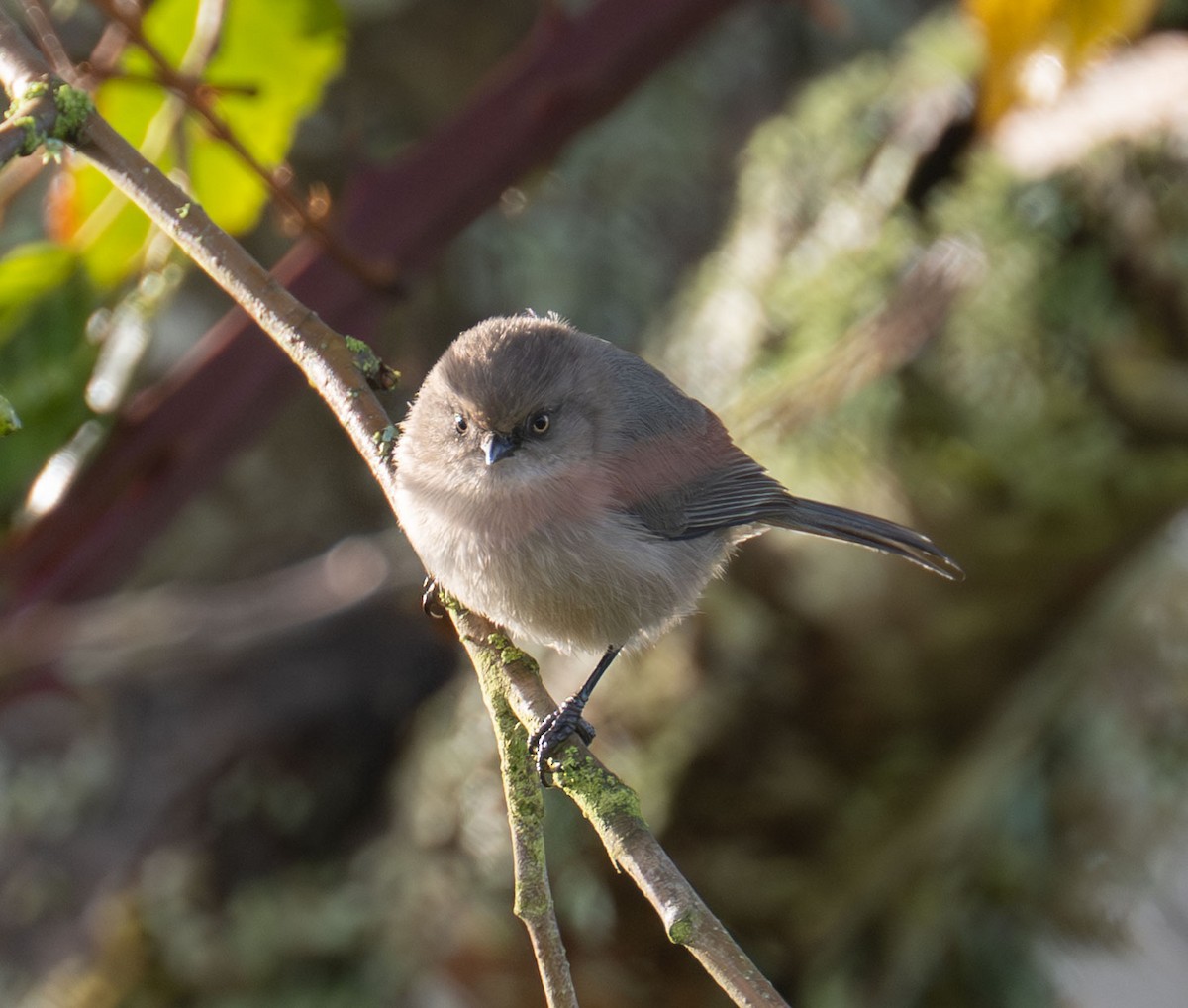 ヤブガラ - ML644334143