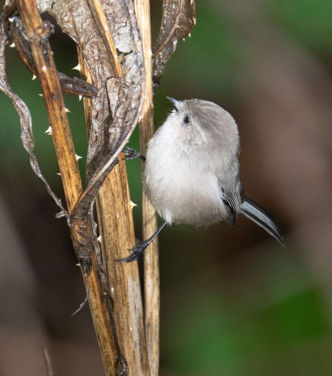 ヤブガラ - ML644334144