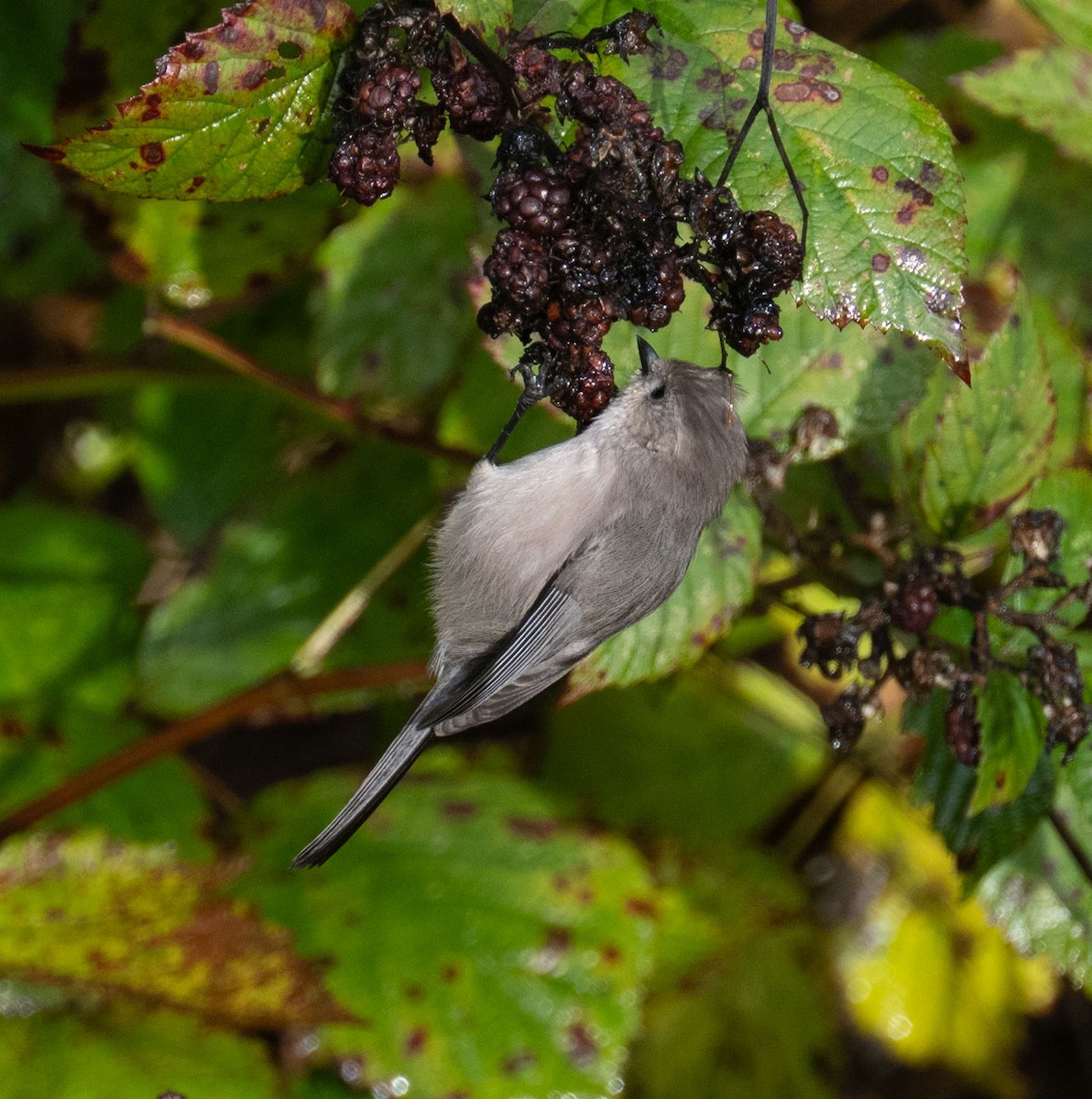 ヤブガラ - ML644334145