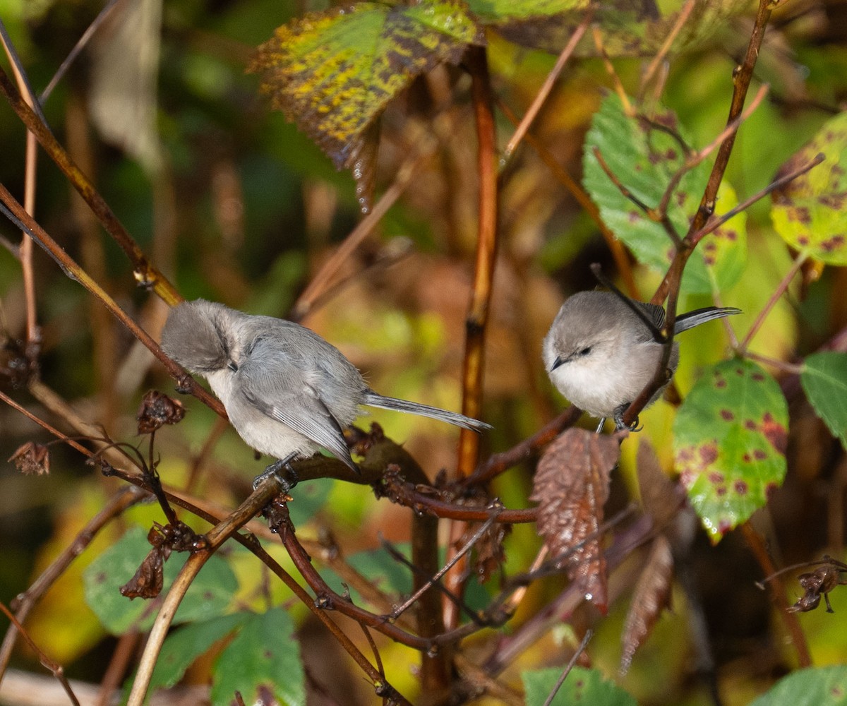 ヤブガラ - ML644334146